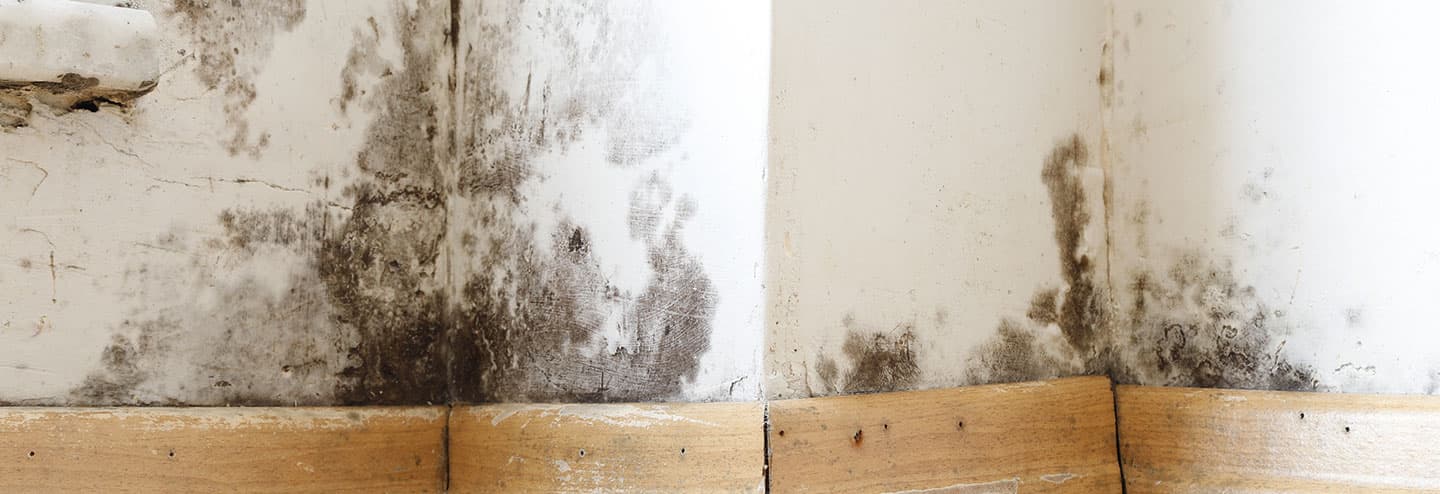Picture of mold above the baseboards on the wall